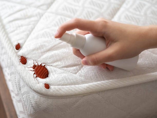 Best Bed Bug Extermination  in Pender, NE