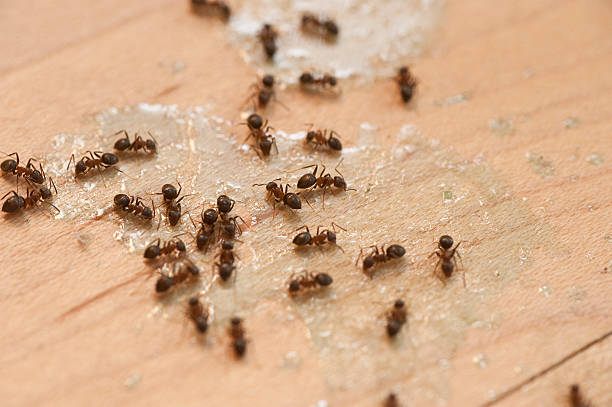 Best Flea Control Services  in Pender, NE