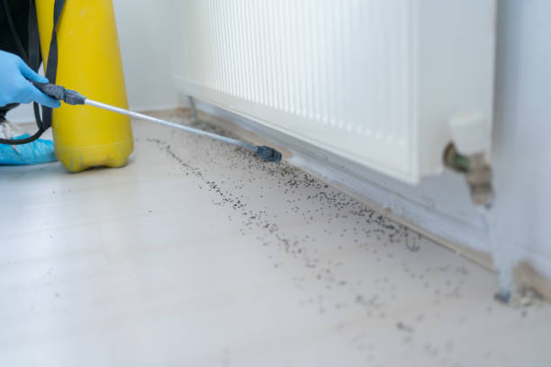 Flea Control Services in Pender, NE